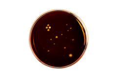 CBD råekstrakt engros